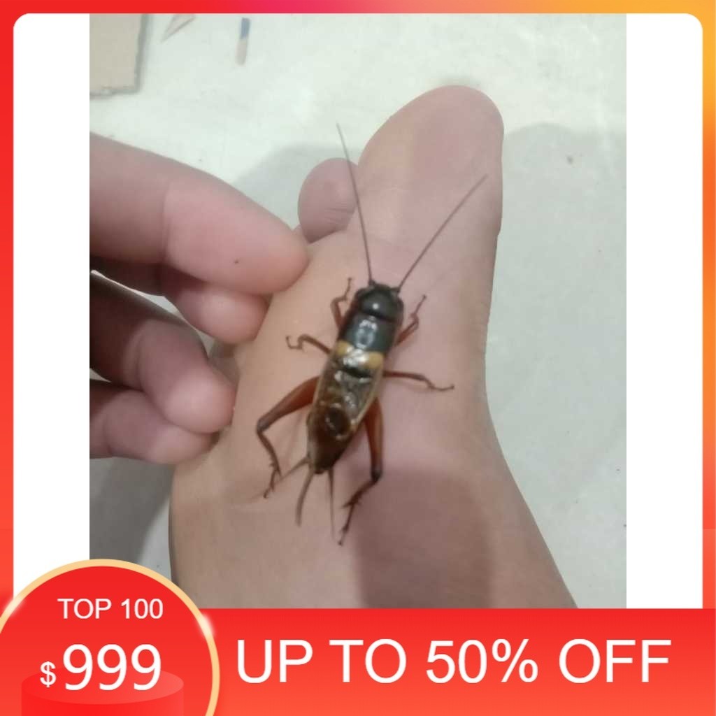 Jangkrik Kalung Aduan, alias Jangkrik Genggong, atau bisa juga Jangkrik Alam.