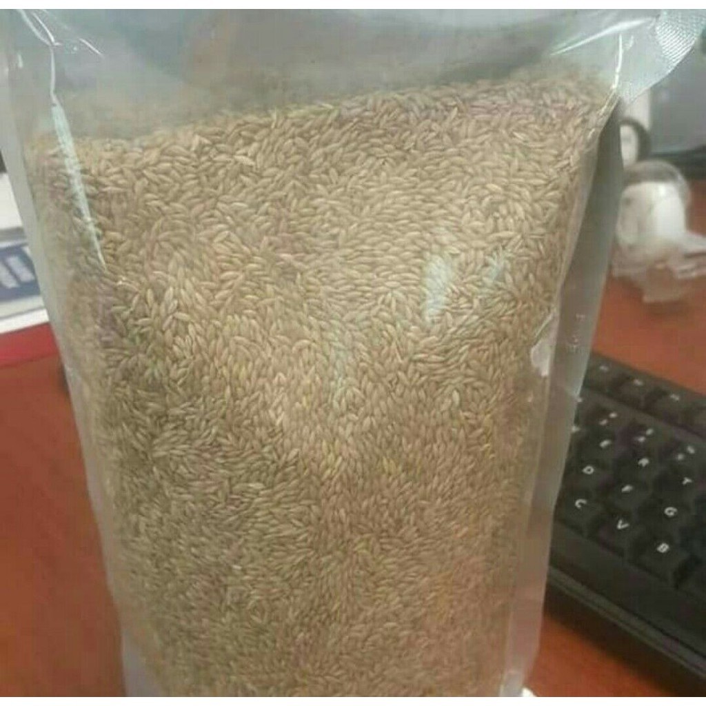 Bibit Biji Rumput Gajah 1kg - Benih Rumput Gajah Mini