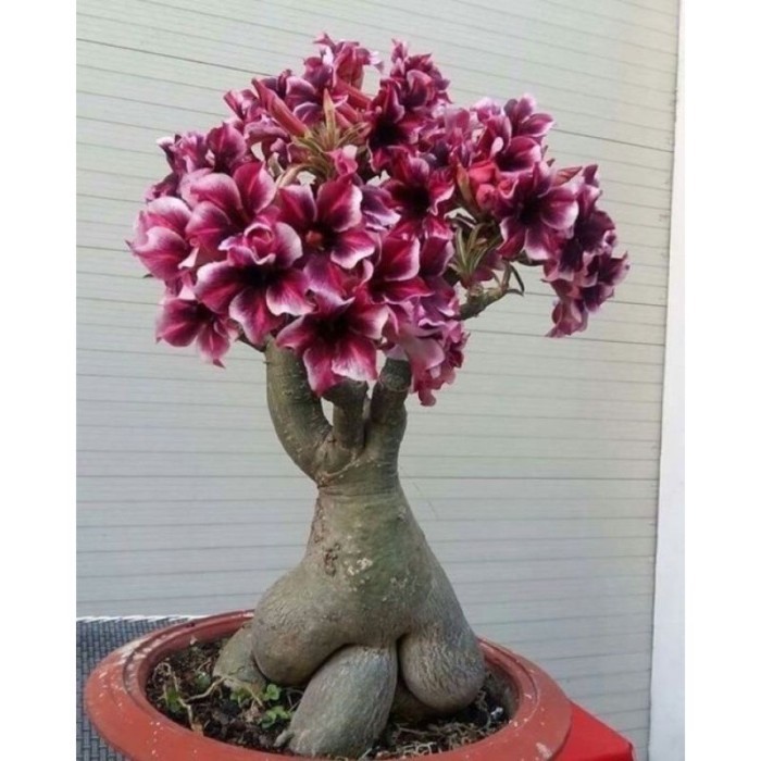 Adenium Grafting asli tumpuk seribu bunga