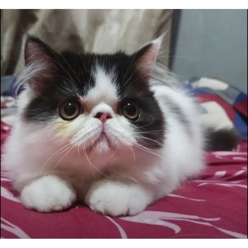 KUCING KITTEN PEAKNOSE