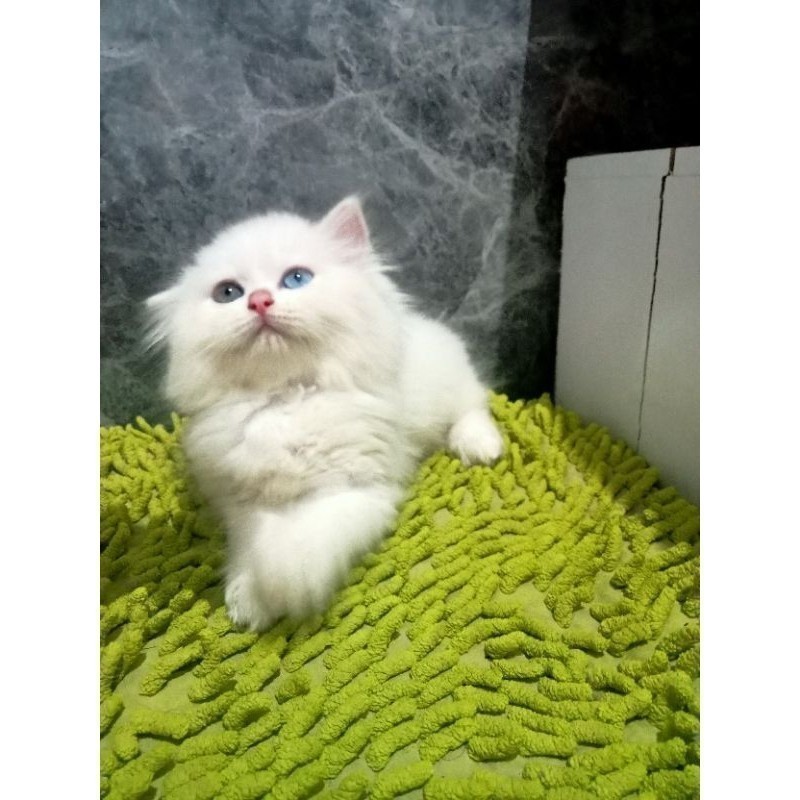 kucing Persia munckin whitsolid odd eye