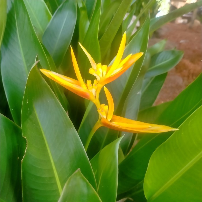 heliconia golden//heliconia bunga kuning//pohon pisang pisangan