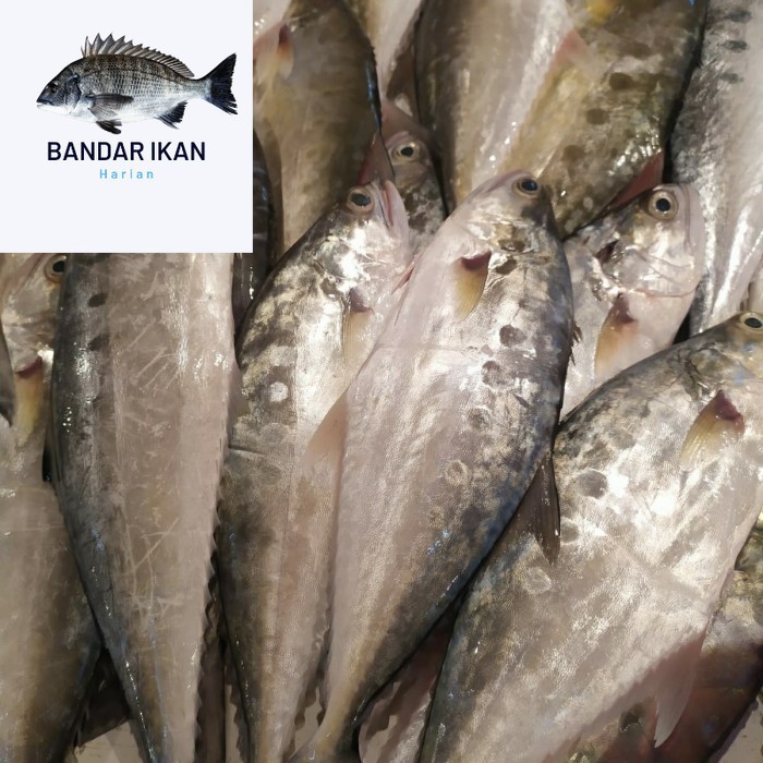 

Ikan Talang Talang Segar Fresh Dan Berkualitas