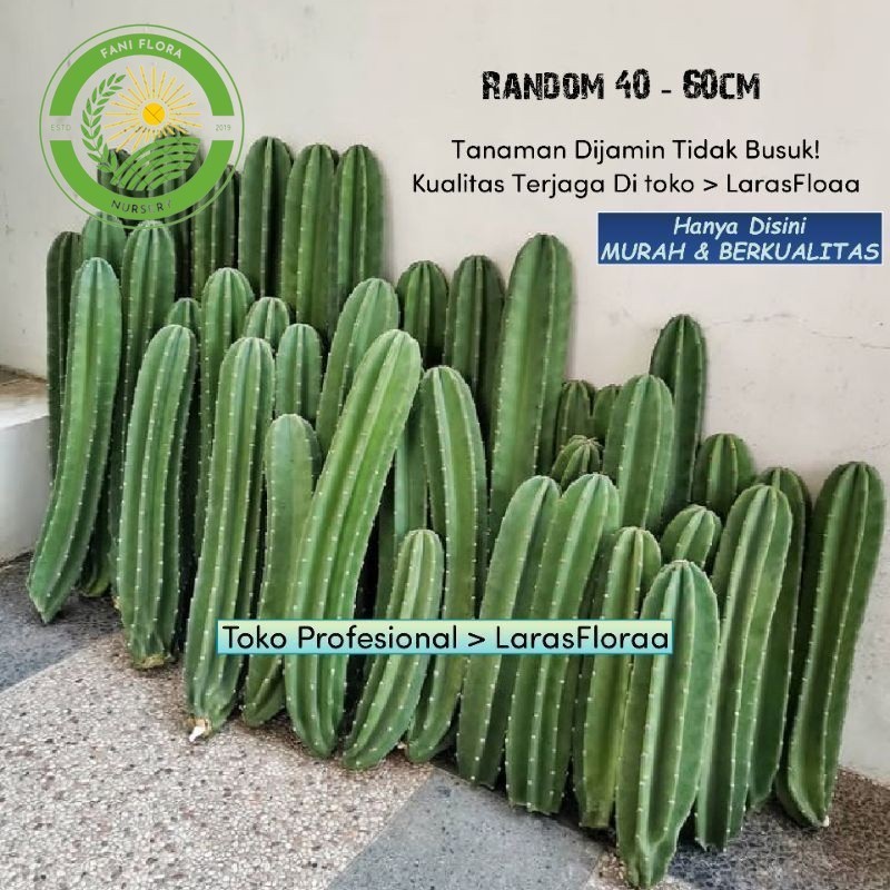 Tanaman Kaktus Koboi Tanpa Duri / Pohon Cacktus Koboi / Tanaman Hias Kaktus / Tanaman Hidup / Kaktus