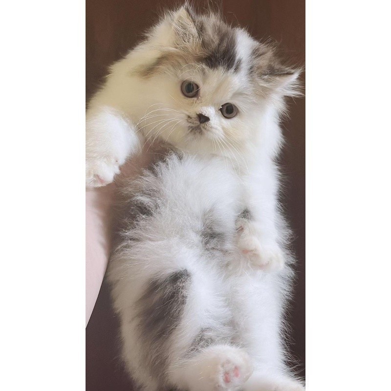 kitten persia flatnose long hair
