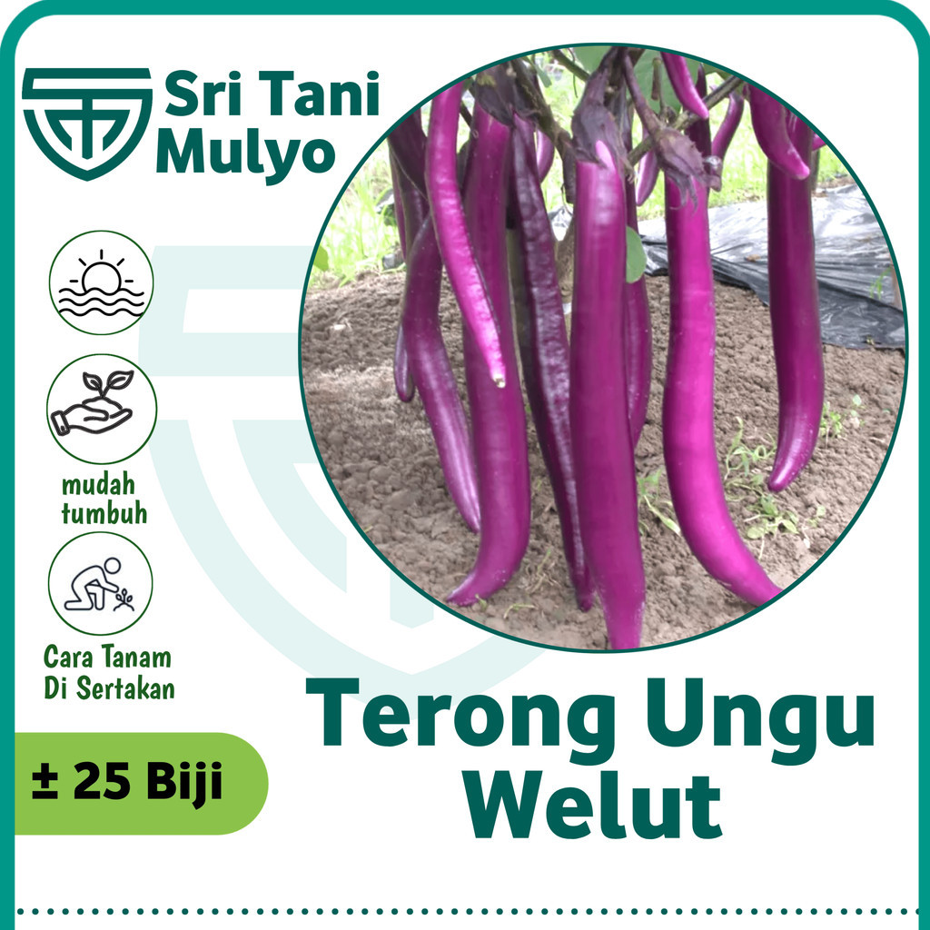 25 Biji - Benih Terong Ungu WELUT - Terong Ungu Panjang - Mudah Tumbuh Bibit Sayuran Benih Sayuran