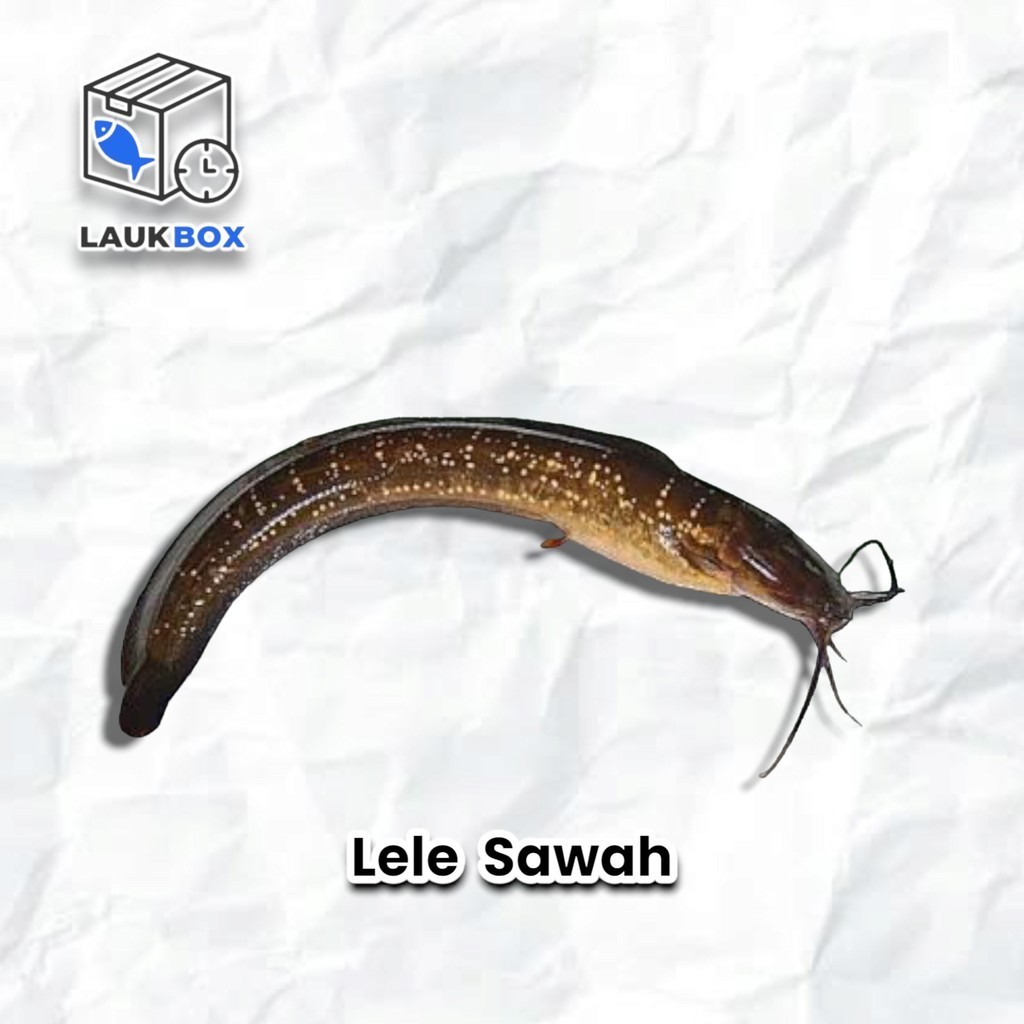 

Ikan Lele Sawah / Ikan Lele Limbat