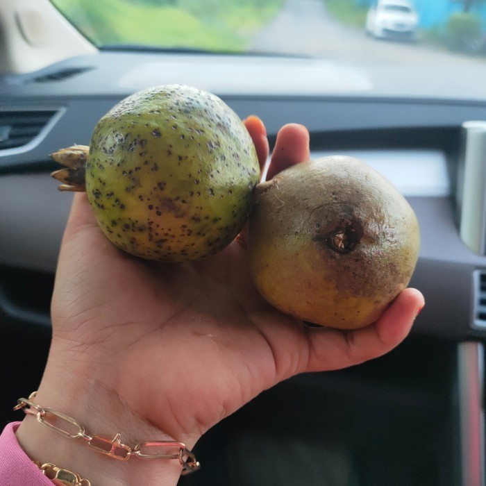 

Buah Delima Putih / jamu (Ukuran Kecil) 1kg