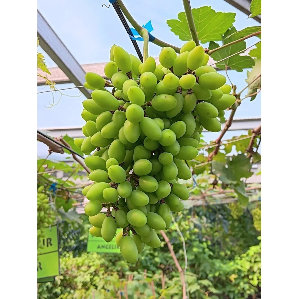 PROMO Bibit Anggur Heliodor Premium Benih Buah Anggur Bibit Tanaman Anggur Hijau Import Berkualitas 