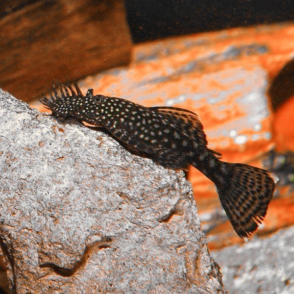 Brushmouth Pleco L144 Black / Algae Eater