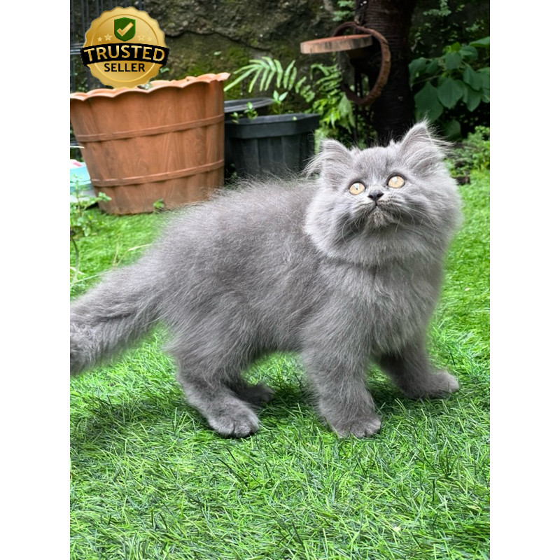 Kucing Persia Anggora Himalaya Ragdoll Peaknose British shorthair Mainecoon