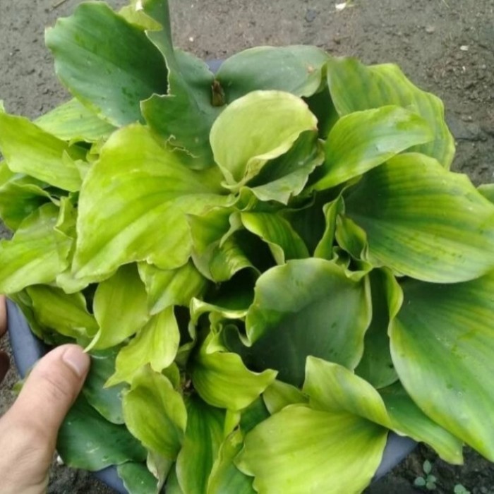 

daun kencur segar 100gram