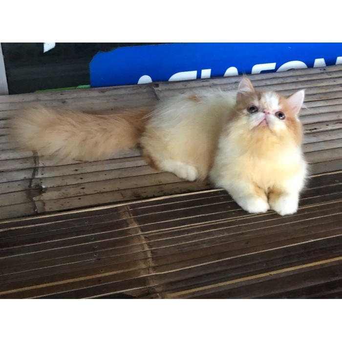 kucing persia peaknose jantan 5 bulan