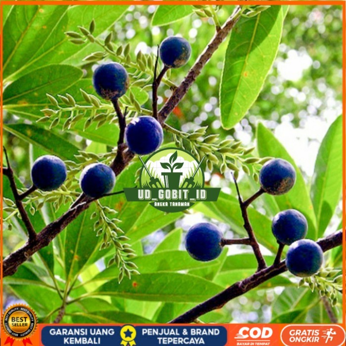 BIBIT POHON GENITRI/ BIBIT POHON JENITRI BUAH TITISAN DEWA SIWA Bibit Tanaman Super Unggul UD GOBIT 