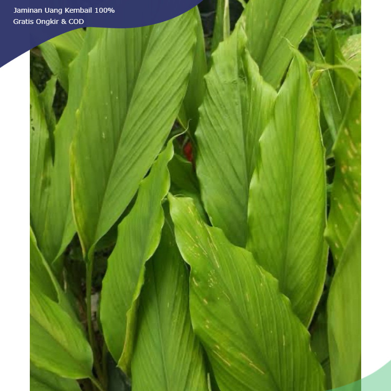 

Daun kunyit segar petik langsung 500 gram