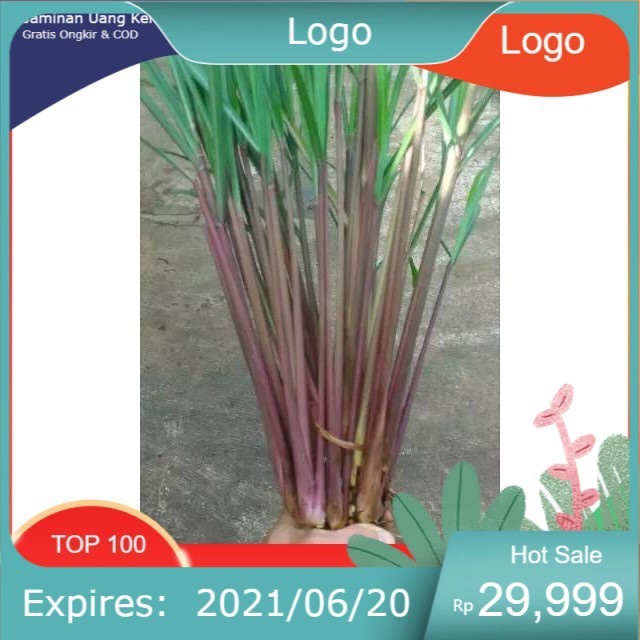 Serai wangi segar serai warna merah (10 tanambatang)