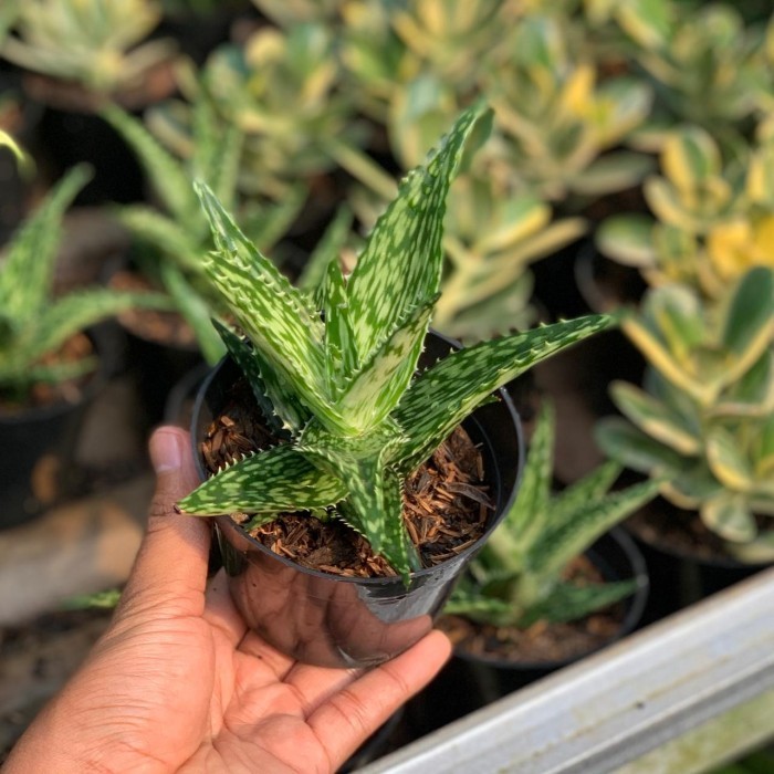 Tanaman hias kaktus mini lidah buaya - Kaktus lidah buaya mini