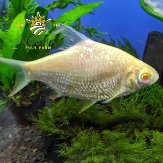 KAVIAT PLATINUM | KAVIAT SLAYER | KAVIAT SHORT BODY | KAVIAT ALBINO | KAVIAT HIJAU tankmate aquarium
