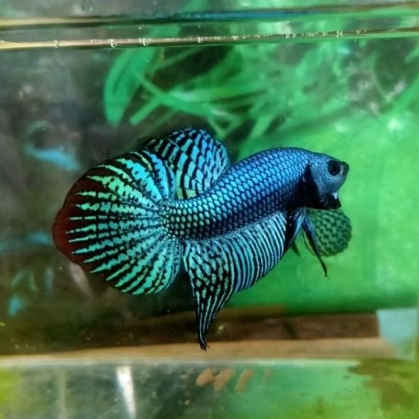 Wild betta alien gray