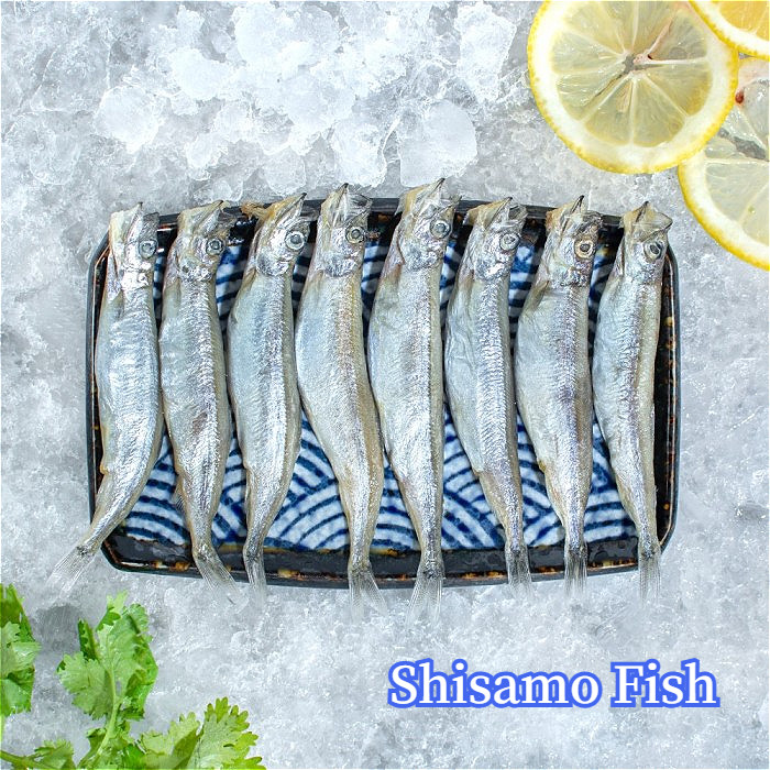 

Ikan Shisamo Jantan Capelin Fish Premium Quality Import