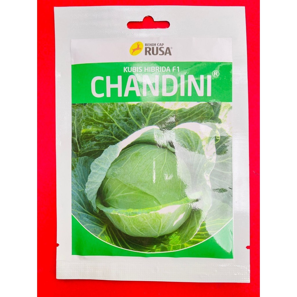 Benih Kubis CHANDINI Hibrida F1 dari RUSA
