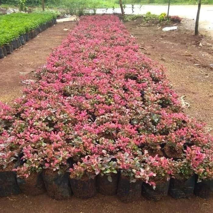 pohon krokot merah ,putih dan kuning (riques warna)