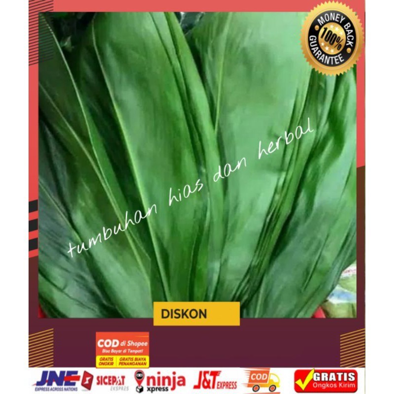 

Bahan bungkusn bacang/backang 1kg daun hanjuang/hanyuang/andong segar