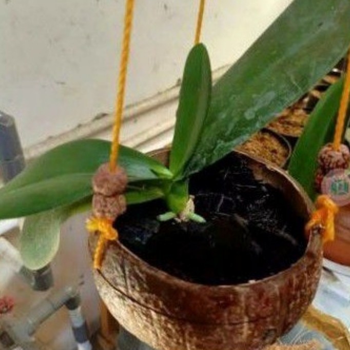 Pot Batok Tempurung Kelapa Ukir Gantung