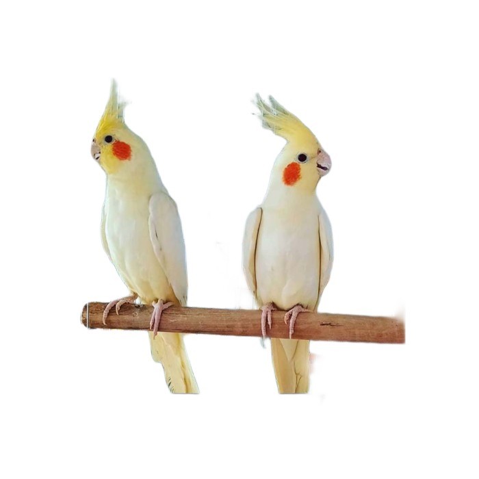 Burung | Burung Cockatiel Falk Parkit Australia Kuning Lutino