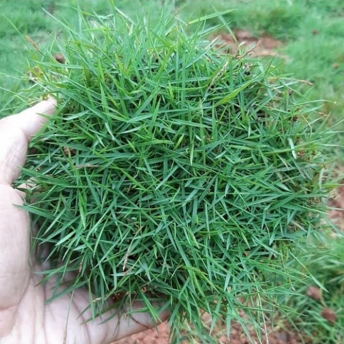 rumput Jepang 1 meter persegi