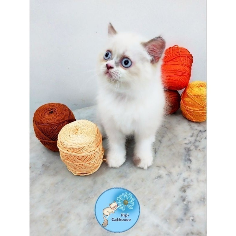 Kucing Persia Flatnose Himalaya Jantan