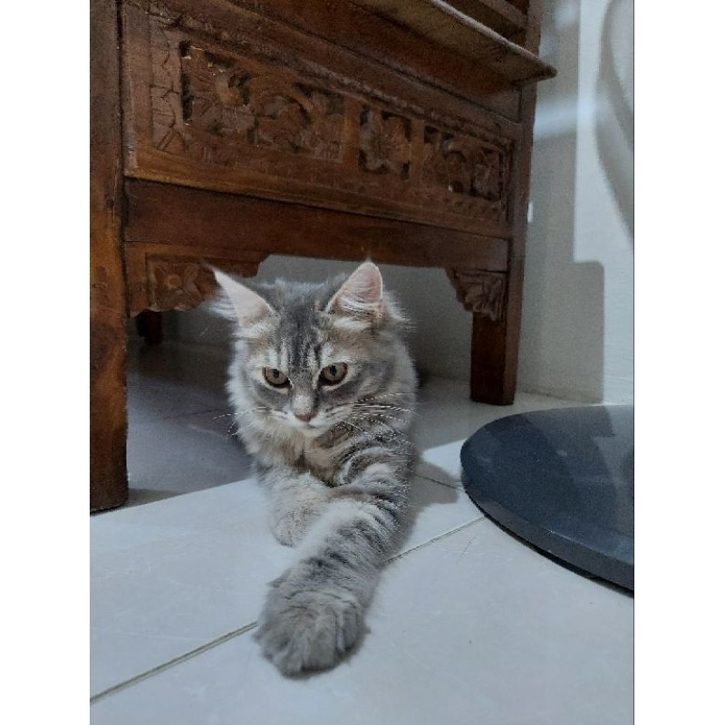 Promo diskon 65% Kitten (Anak Kucing) Persia Abu-abu Betina, Umur 5 Bulan 16 Hari