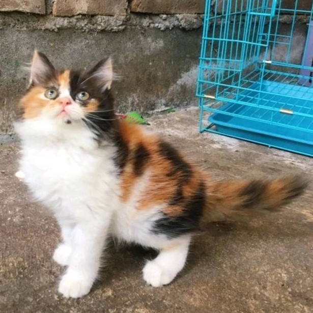kucing kitten persia calico