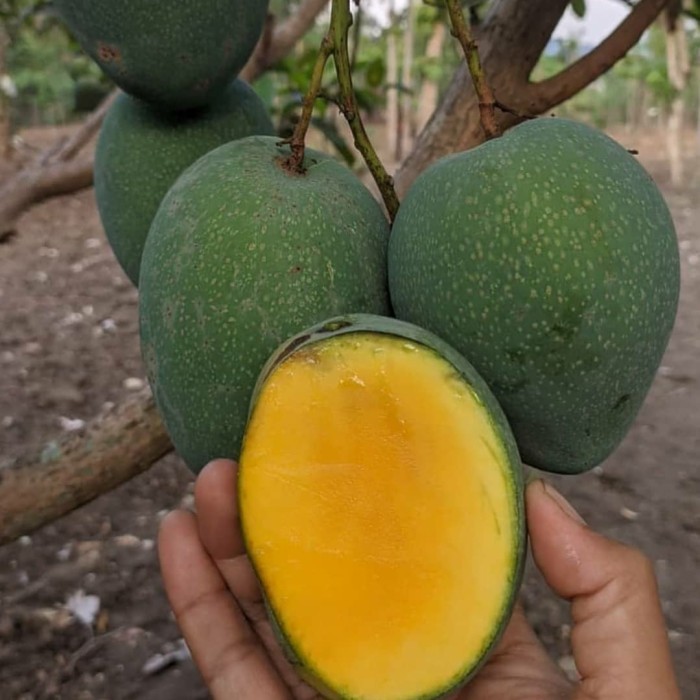 bibit mangga madu anggur okulasi