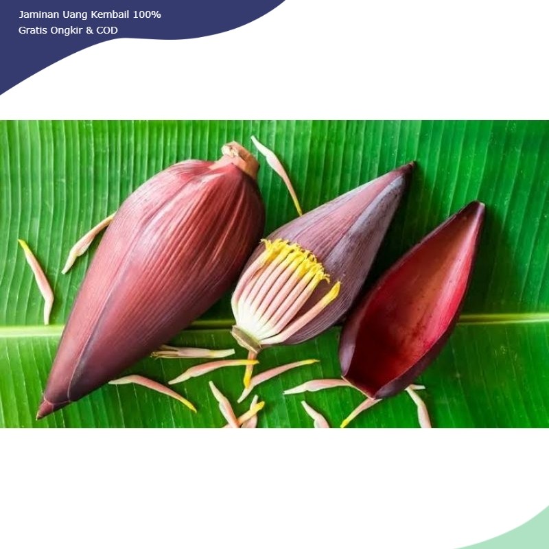 

JANTUNG PISANG