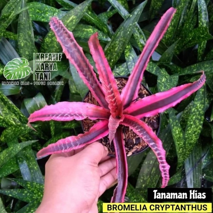 Tanaman hias bromelia tokek merah - Bromelia cryptanthus