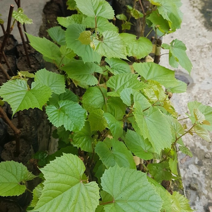 Bibit anggur rootstock kober 5bb 1paket isi 3bibit