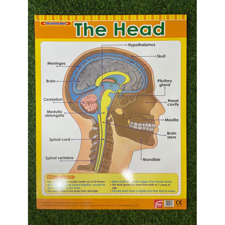 

Wall Chart Science Series 3 - Reflection
