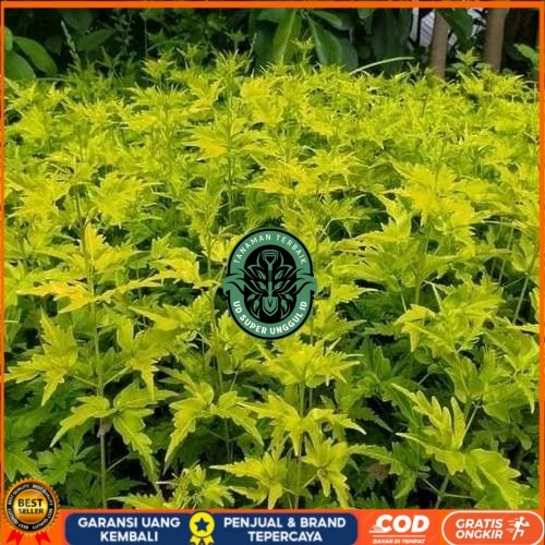 Bibit Cendana Bali Asli | Bibit Pohon Cendana Bali Wangi | Bibit Tanaman Cendana Bali Bibit Tanaman 