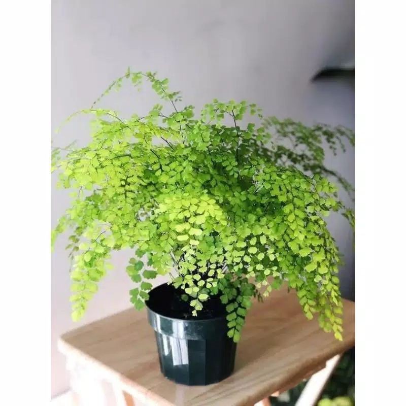 PROMO, Suplir, Suplir Tanaman Hias, Bunga Suplir, Tanaman Indoor