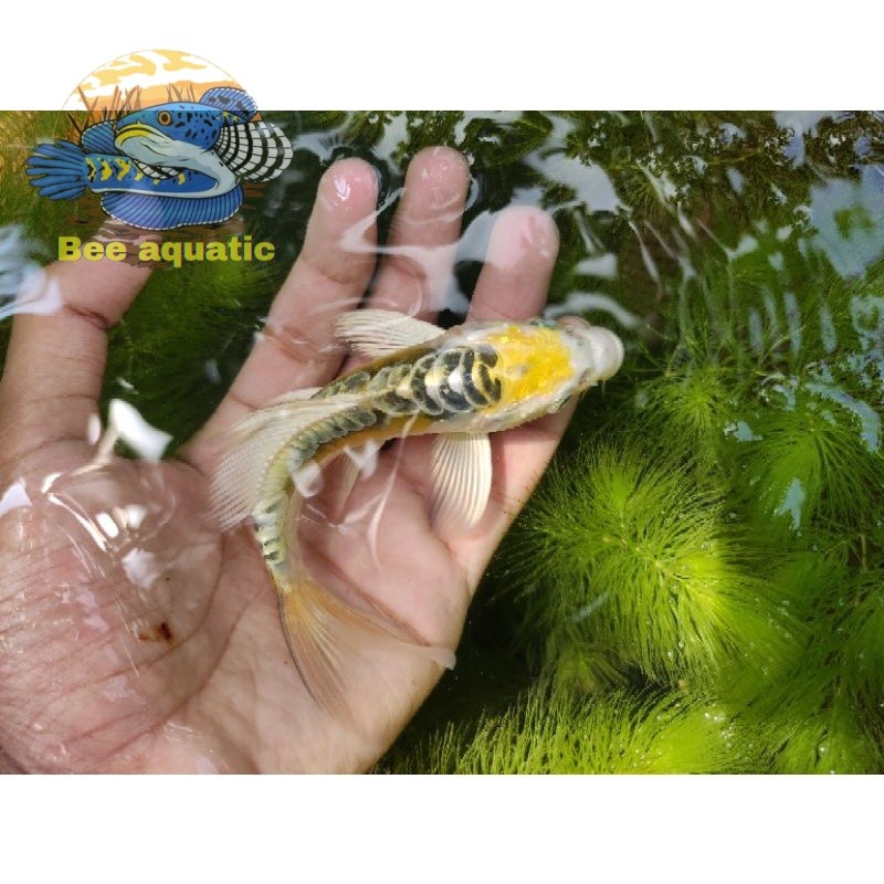 Hiasan kolam Paket 5 ekor ikan koi kumpay/slayer gondrong2 size 12-15cm bigsale