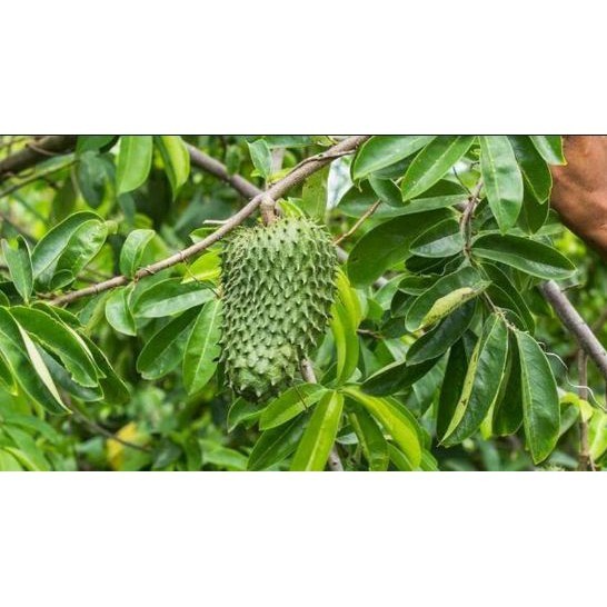 

REMPAH Daun Sirsak Segar 500 Gram Obat Herbal Organik Asli