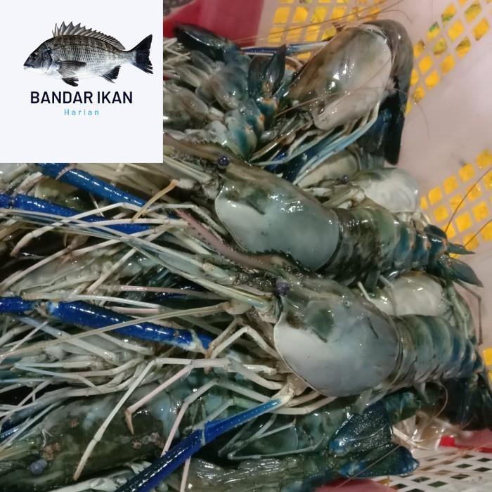 Udang Galah Segar Fresh Dan Berkualitas