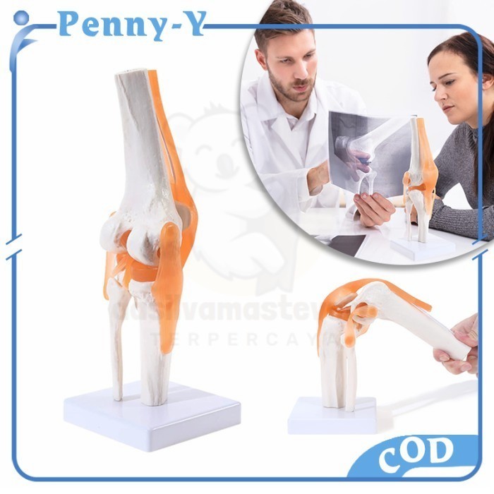 Knee Joint Model Flexible Model Anatomi Sendi Lutut Manusia