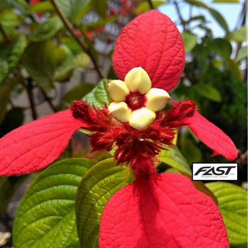 Tanaman bunga nusa indah merah - bibit bunga nusa indah merah - nusa indah