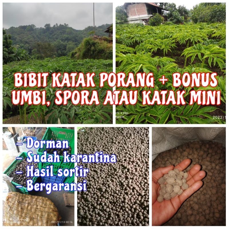 

BIBIT KATAK PORANG + BONUS UMBI MINI, SPORA ATAU KATAK MINI
