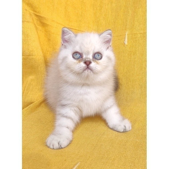 Kucing Persia Exotic Himalayan Color