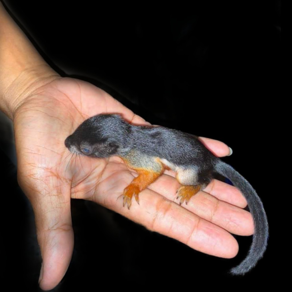 Bajing 3 Warna | Bajing | Hewan Peliharaan