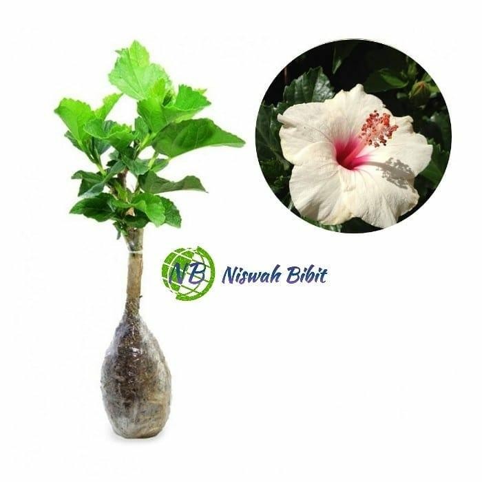 tanaman hias bunga sepatu putih import / habiscus / bunga sepatu / pohon sepatu bunga