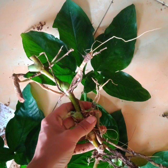 

Ready stok New Promo bonggol philodendron green star
